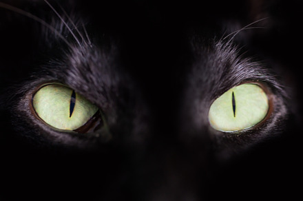 Black oriental cat green eyes