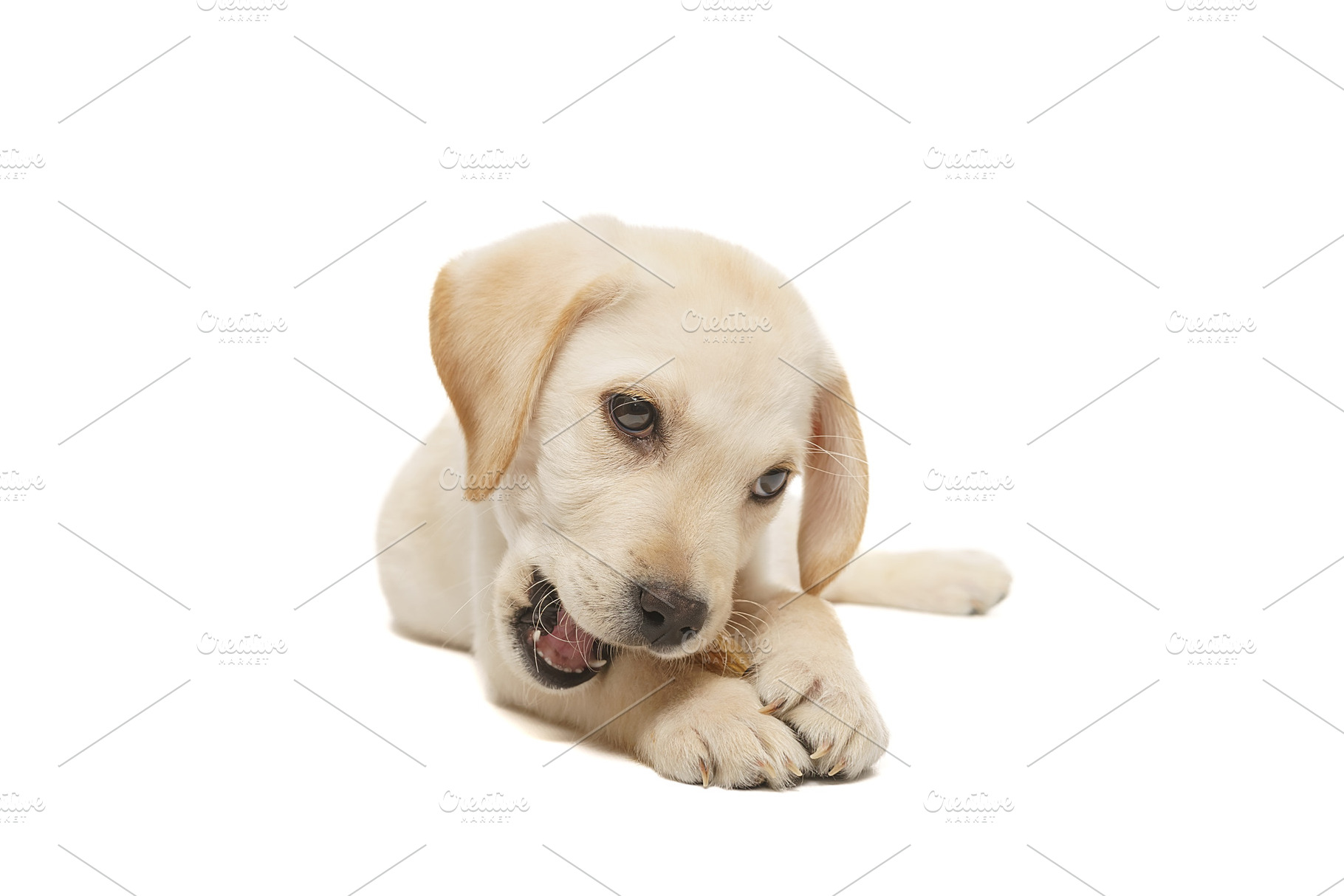 puppy labrador isolated on white bac, an Animal Photo by AlexBush