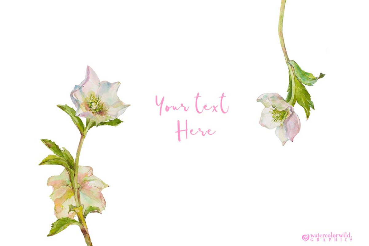 Hearts-watercolor-Hellebore, an Illustration by watercolorwild.graphics (Photo 19 of 19)