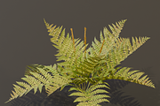 The Cinnamon Fern Bush, a Plants & Tree 3D Model by FuturePastCreatives (Thumbnail 3 of 13)