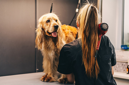 Dog haircut in salon. Pet care., an Animal Photo by Rov.7