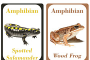 Amphibians Flash Cards For Kids, a Card Template by DigitalsDesigns (Thumbnail 2 of 6)