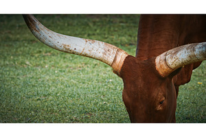 Close-up of Cow Grazing with, an Animal Photo by Our Amazing World