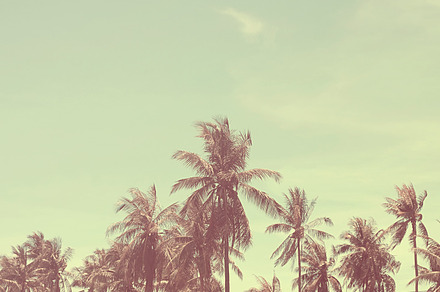 Palm trees at tropical coast, a Nature Photo by Nuchylee Photo