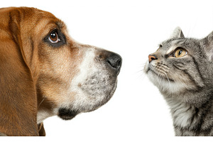 A Russian Spaniel dog and a Scottish, an Animal Photo by ZinetroN