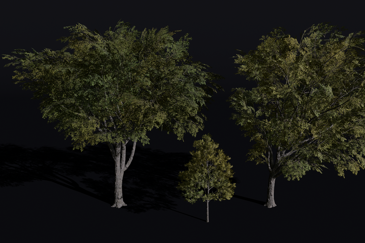 The American Elm Tree, a Plants & Tree 3D Model by FuturePastCreatives (Photo 4 of 5)