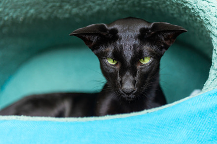 Black cat in basket