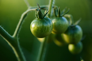 Close-up macro shot of unripe green cherry tomatoes growing on a vine. Small gr, a Nature Photo by Rohan Photography