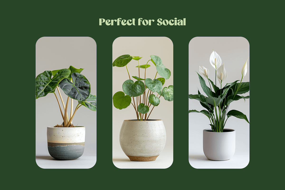 Home Plants, a Nature Photo by Typedreams.site (Photo 4 of 9)