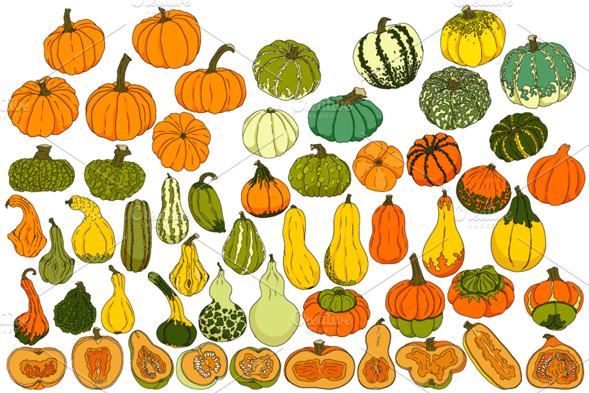 Pumpkins collection, an Object Illustration by Elena Mykhailenko (Photo 4 of 4)