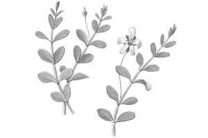 Bacopa Botanical Illustration Set