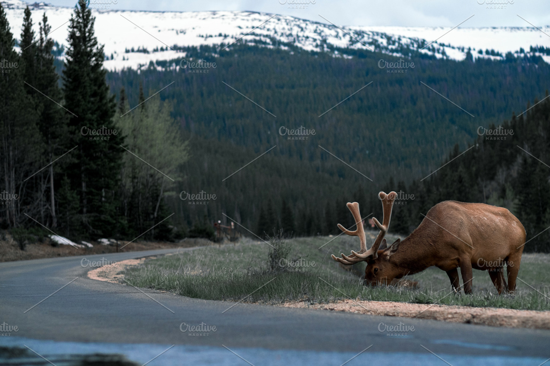 Rocky Mountains | Elk, an Animal Photo by Always Here...