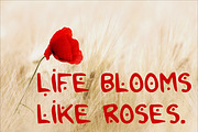 2Toon2 Elegant Serif Font Typeface, a Serif Font by Ink & Pixel Dreams (Thumbnail 2 of 4)