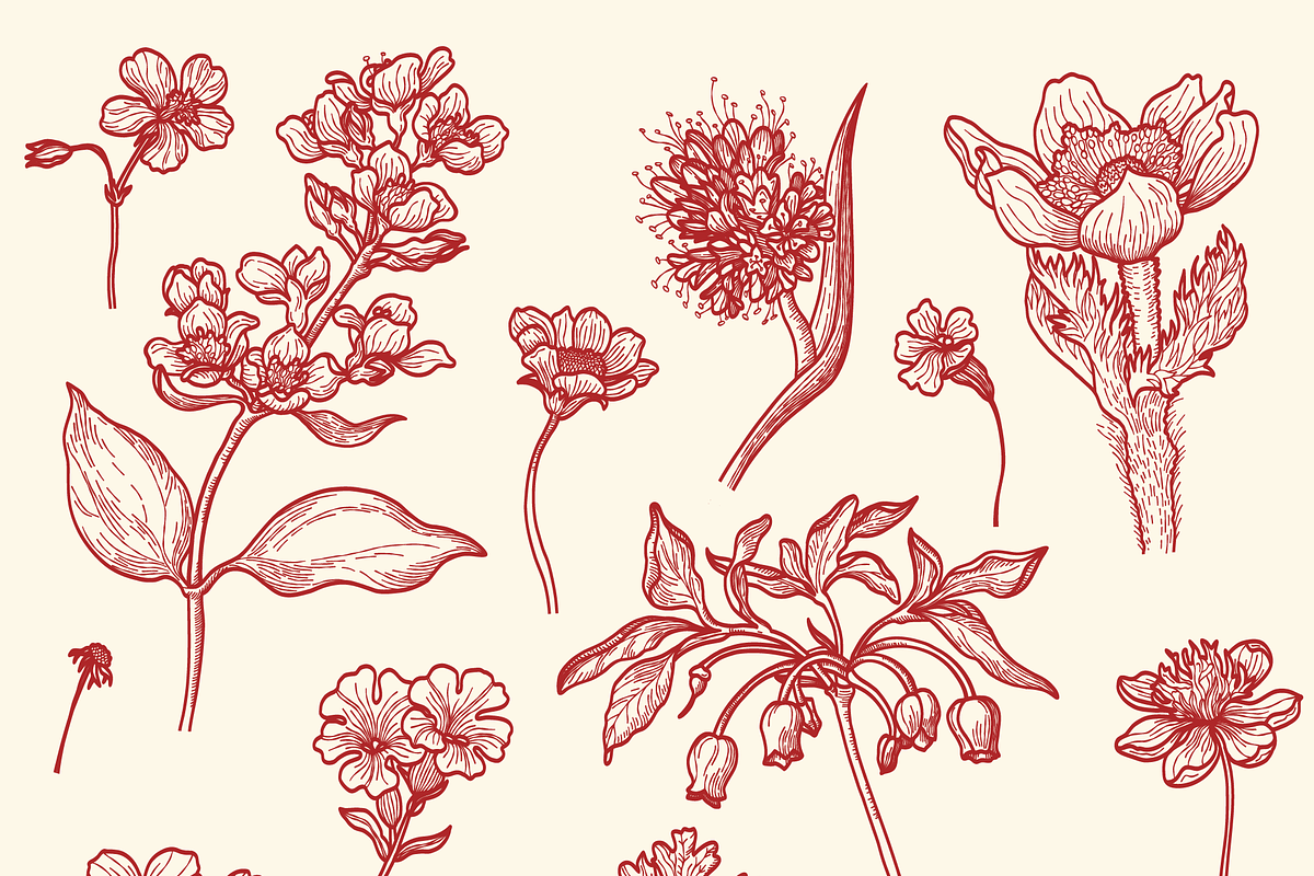 Engraved Botanicals, a Decorative Illustration by dariikos (Photo 4 of 5)