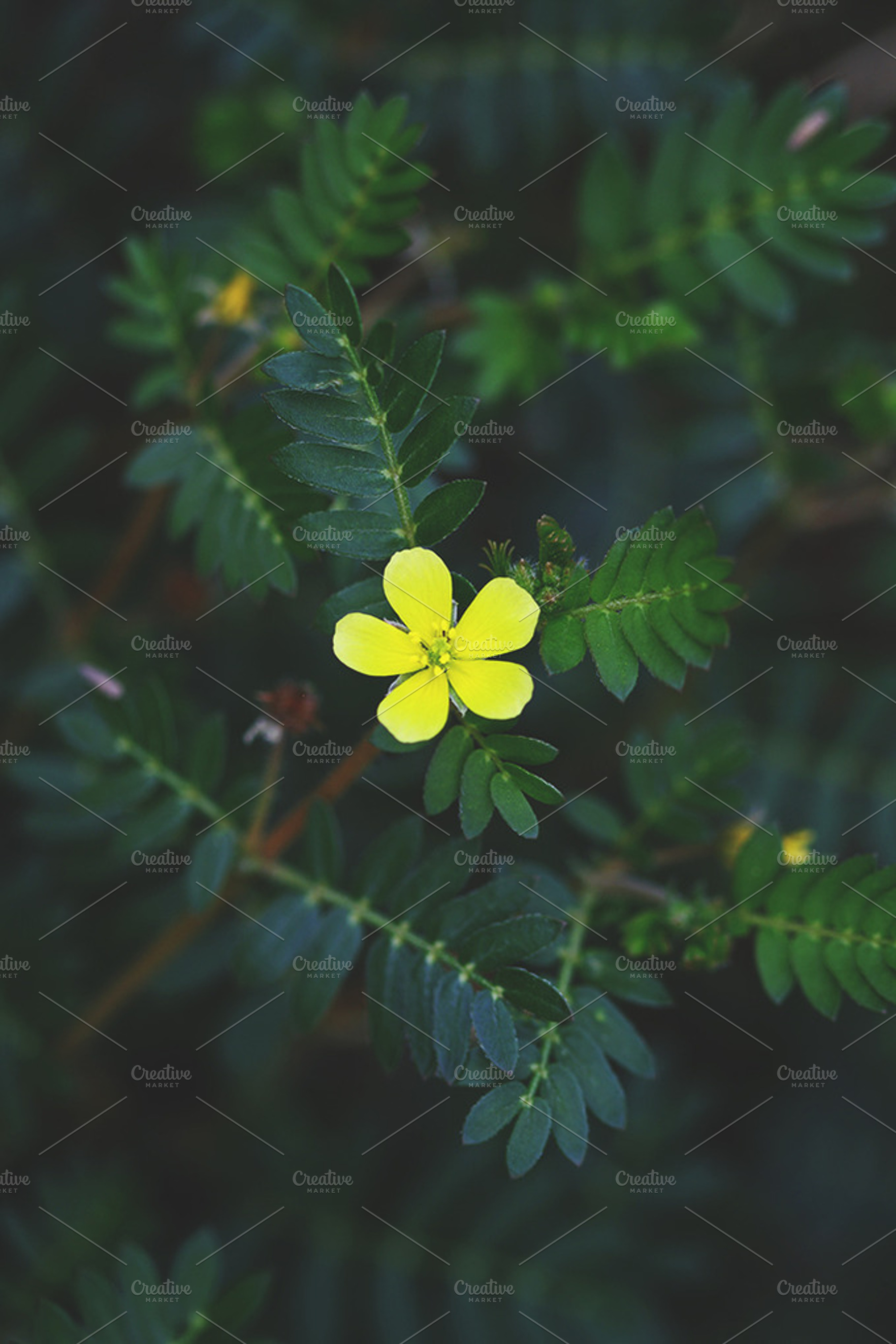 Yellow flower featuring vertical image, nature, and flower