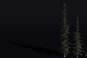 The Sabalpine Fir Tree