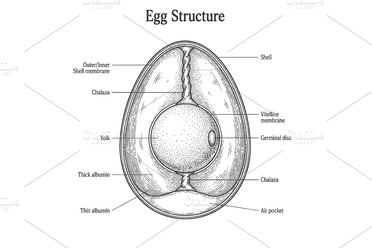 Labeled Diagram of Egg Structure, a Food Illustration by AlexArt