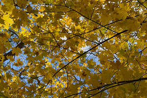 A view of vibrant yellow maple leaves against a blue sky, showcasing the beauty, a Nature Photo by Textures & Backgrounds