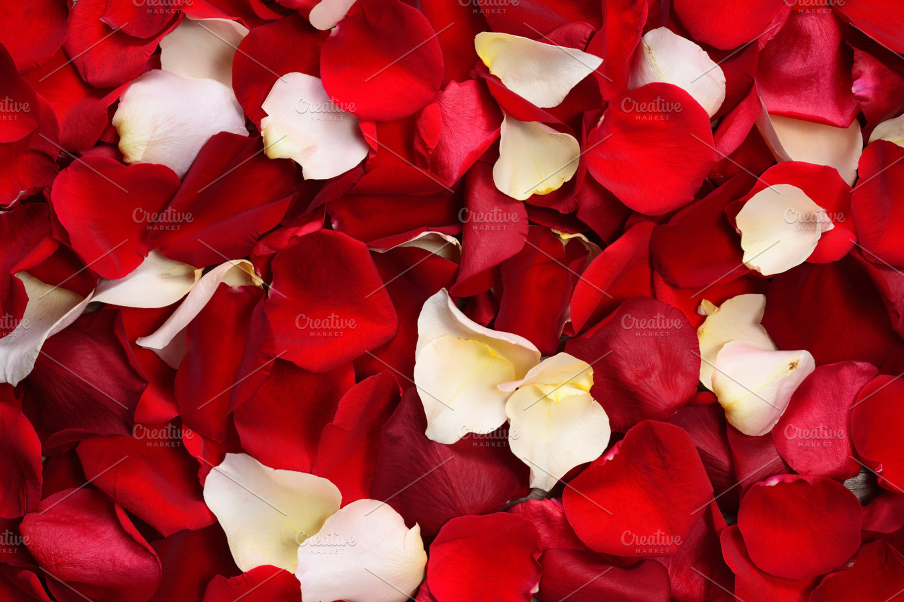 Background Of Rose Petals