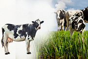 Watercolor Cow Clip arts and Posters, an Animal Illustration by Tati Bordiu (Thumbnail 5 of 8)