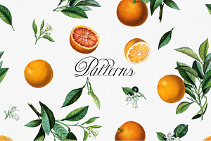 Vintage Orange Citrus Collection