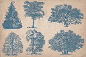 Vintage Illustrations - Trees