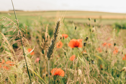 Cornfield in summer vintage look featuring corn, field, and summer, a Nature Photo by PhotoMarket