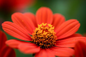 Close-up of a vibrant red flower wit, a Nature Photo by professorinc