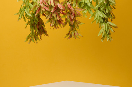 Hanging green pink plant branches on bright yellow background wi