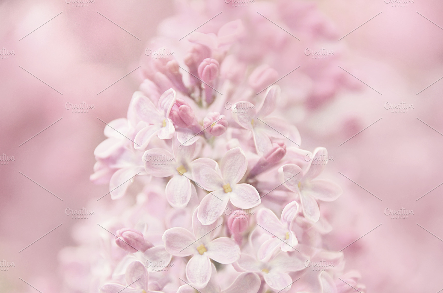 Pink Lilacs, a Nature Photo by Vanilla Extinction