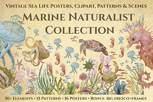 Marine Naturalist Collection, a Graphic by Kattypainting