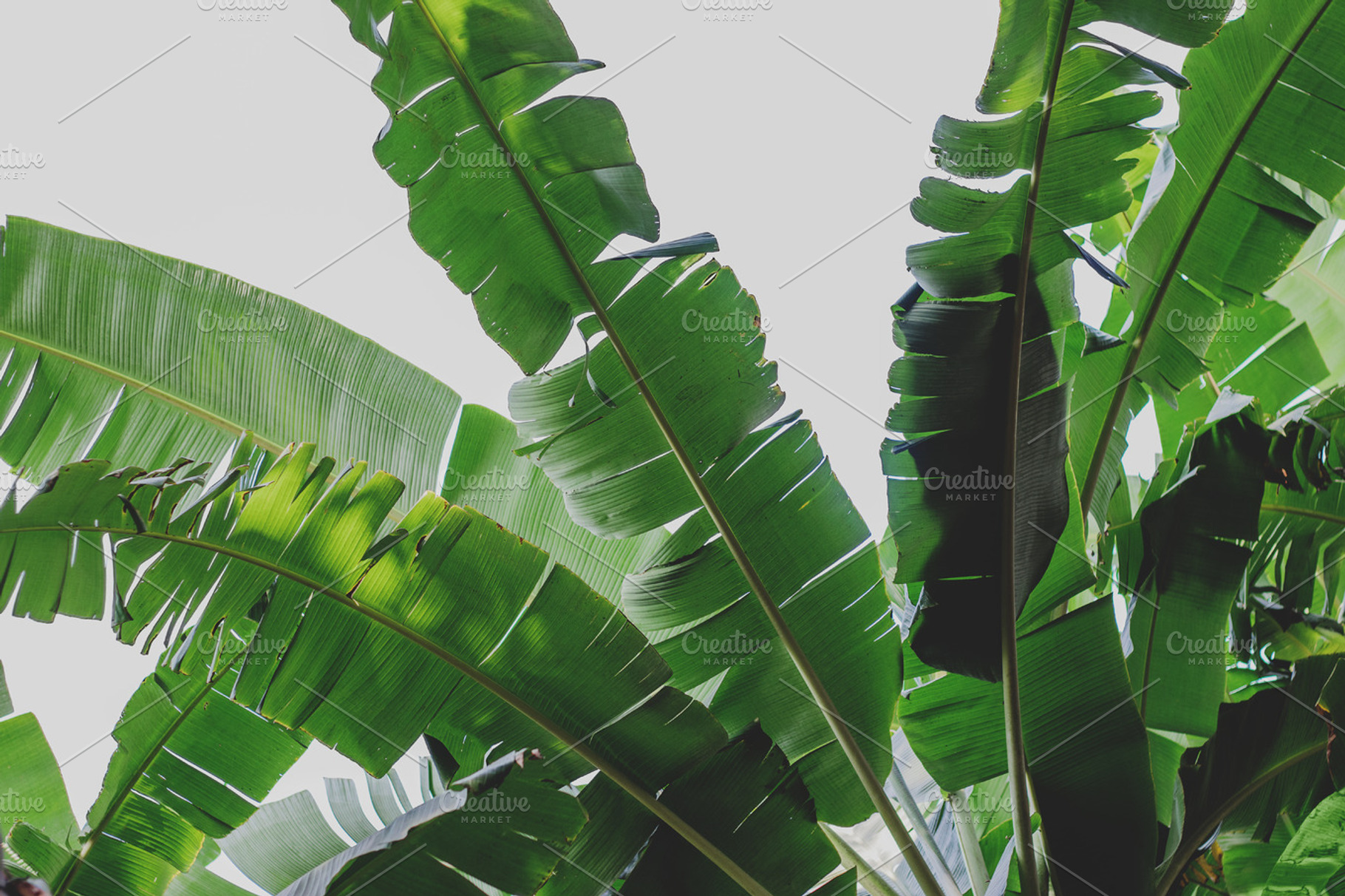 Tropical banana leaves stock photo containing tropical and lush, a Nature Photo by René Jordaan Photography