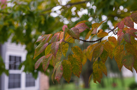 Autumn leaves featuring autumn, leaves, and season