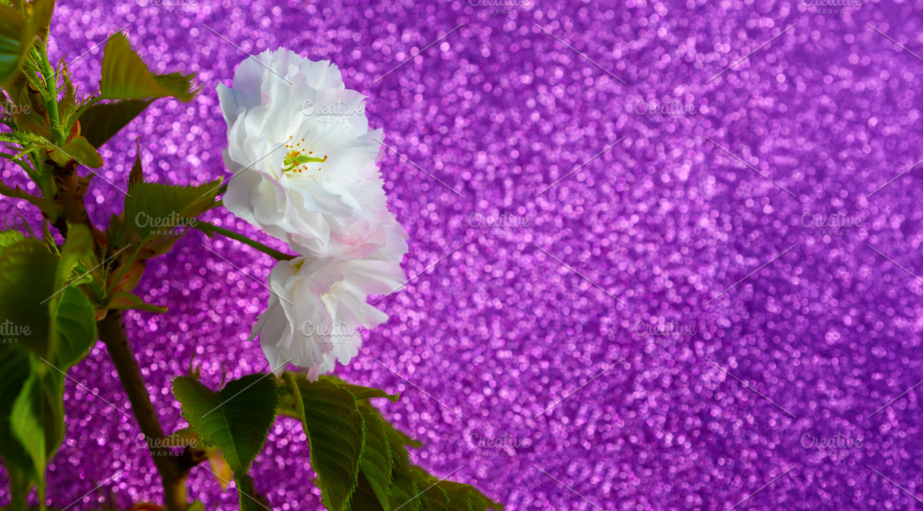 Close-up of white cherry blossom flowers and green leaves agains, a Nature Photo by Ales Munt