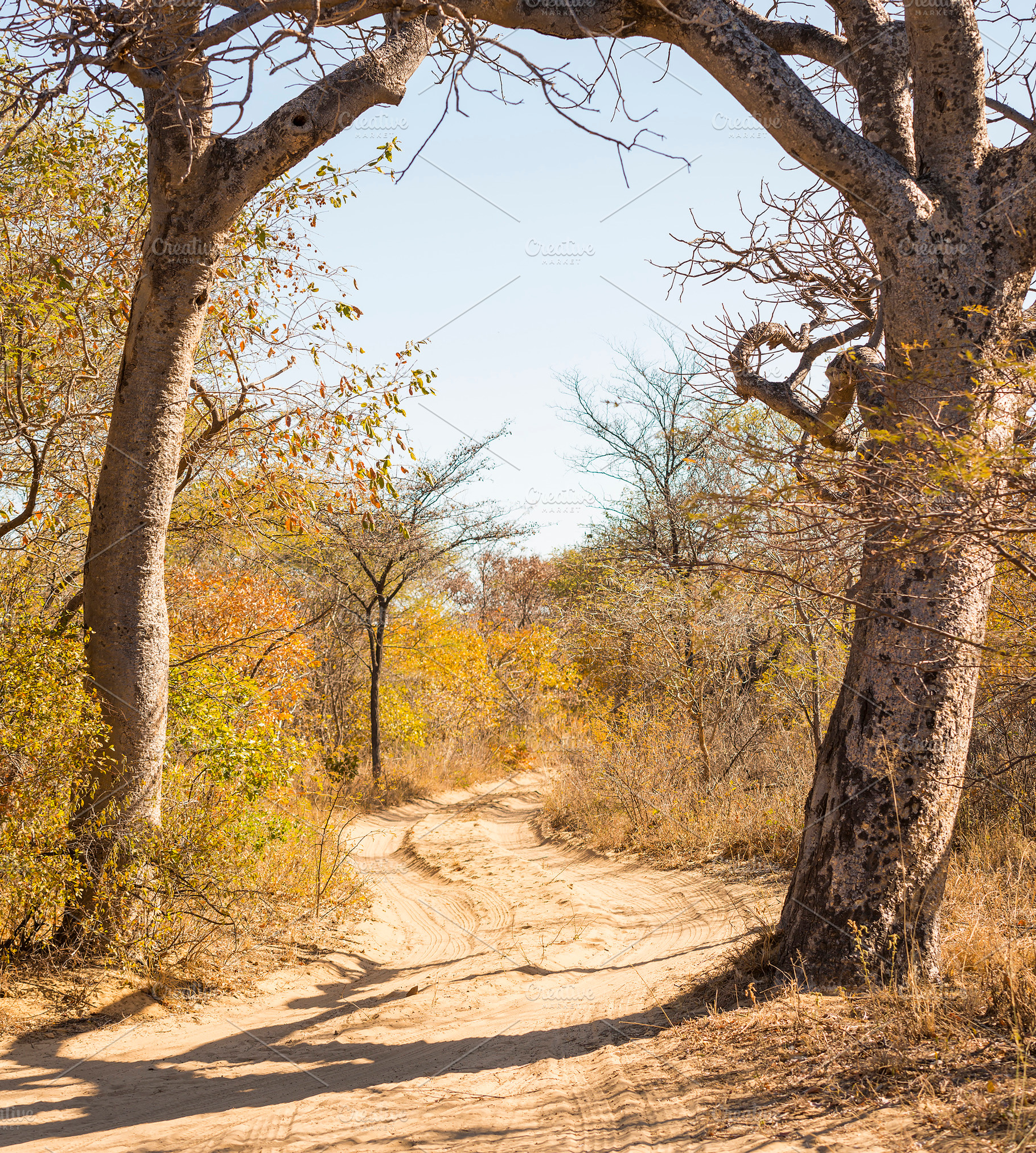 Dirt Road Botswana, a Nature Photo by THP Creative