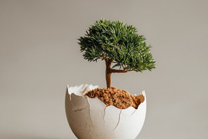 Cracked Eggshell with Miniature Tree, a Photo by Virgo Studio