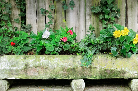 Flower bed near board fence, a Nature Photo by Serg64