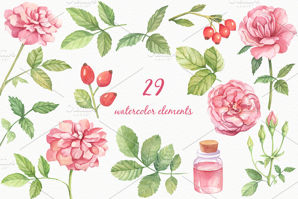 Wild Roses Watercolor Set, a Decorative Illustration by Irina Diasli (Photo 3 of 9)