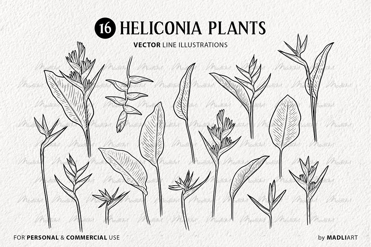Heliconia Flower Vector Line Art, a Decorative Illustration by MadliArt (Photo 3 of 4)