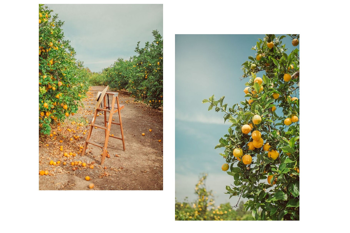Limoncello Styled Stock Photo Bundle, a Background Photo by Munopia (Photo 4 of 7)