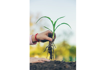 The child is planting a plant in the, a Nature Photo by yanadjana