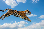 116 Flying animals, an Animal Photo by Handmadefont (Thumbnail 111 of 119)