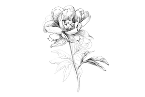 Hand Sketched Peonies