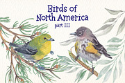Birds of North America part 3, an Animal Illustration by Art & Things (Thumbnail 6 of 8)