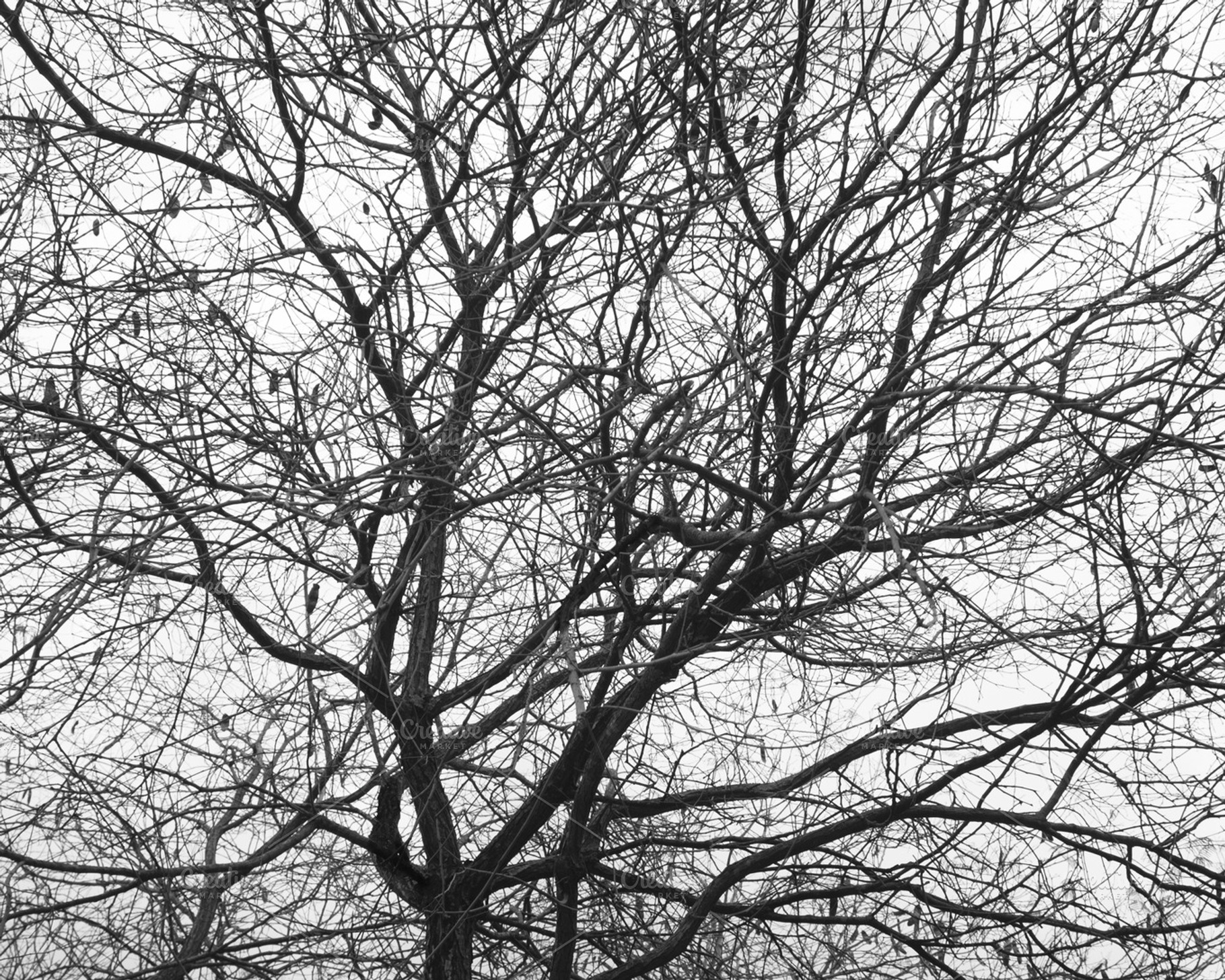 Branches stock photo containing solitude and sad, a Nature Photo by Geasuha