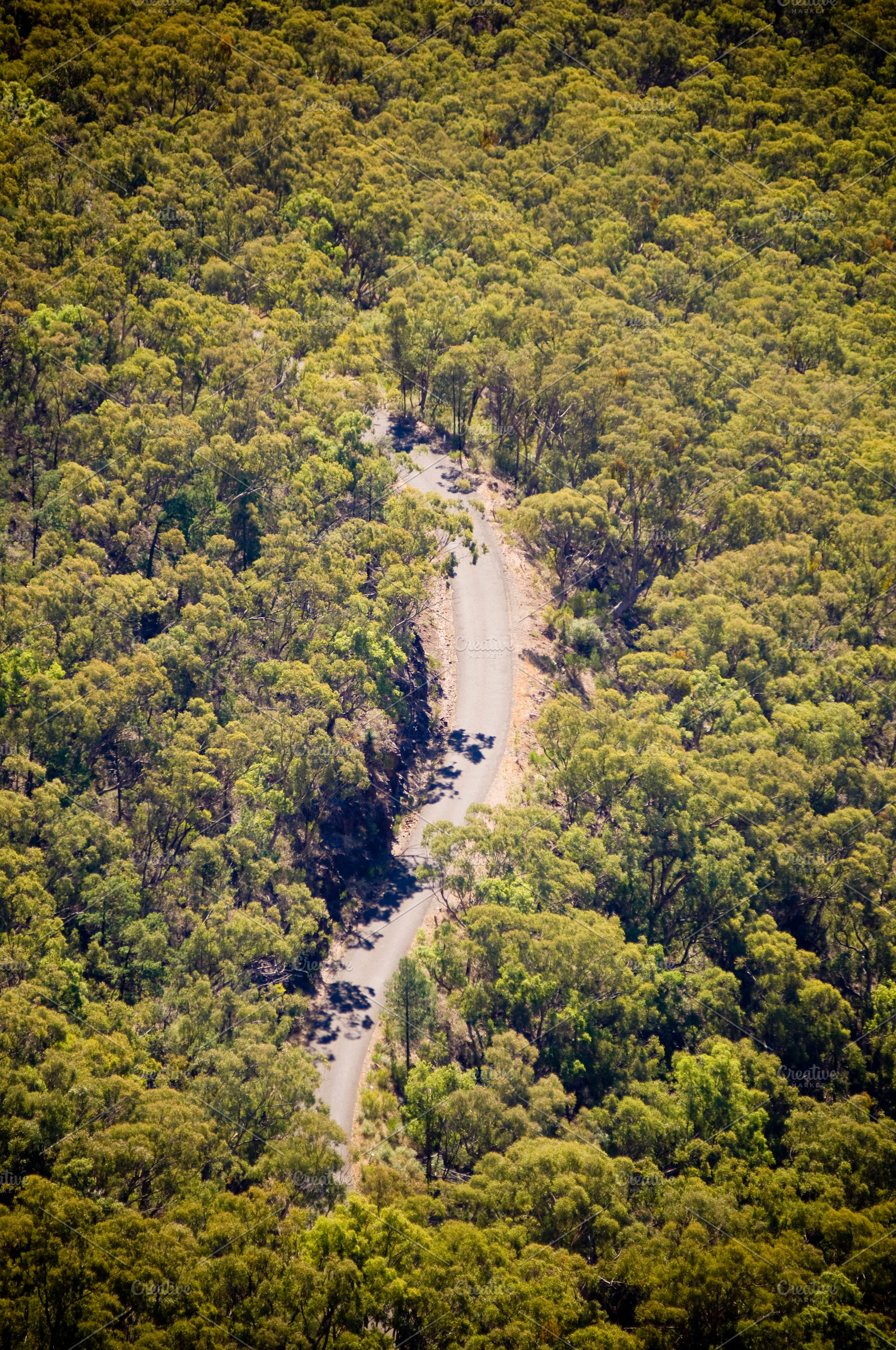 Road Through Trees Overhead, a Nature Photo by THP Creative