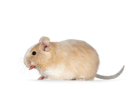 Degu on white background, an Animal Photo by Cat'chy Images by Nynke