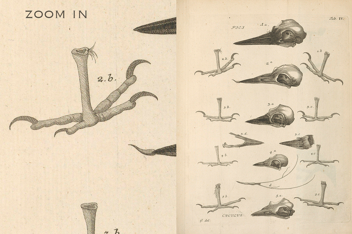 80+ Jacob Klein, Bird Genealogy, an Animal Illustration by Digital Museum (Photo 5 of 10)