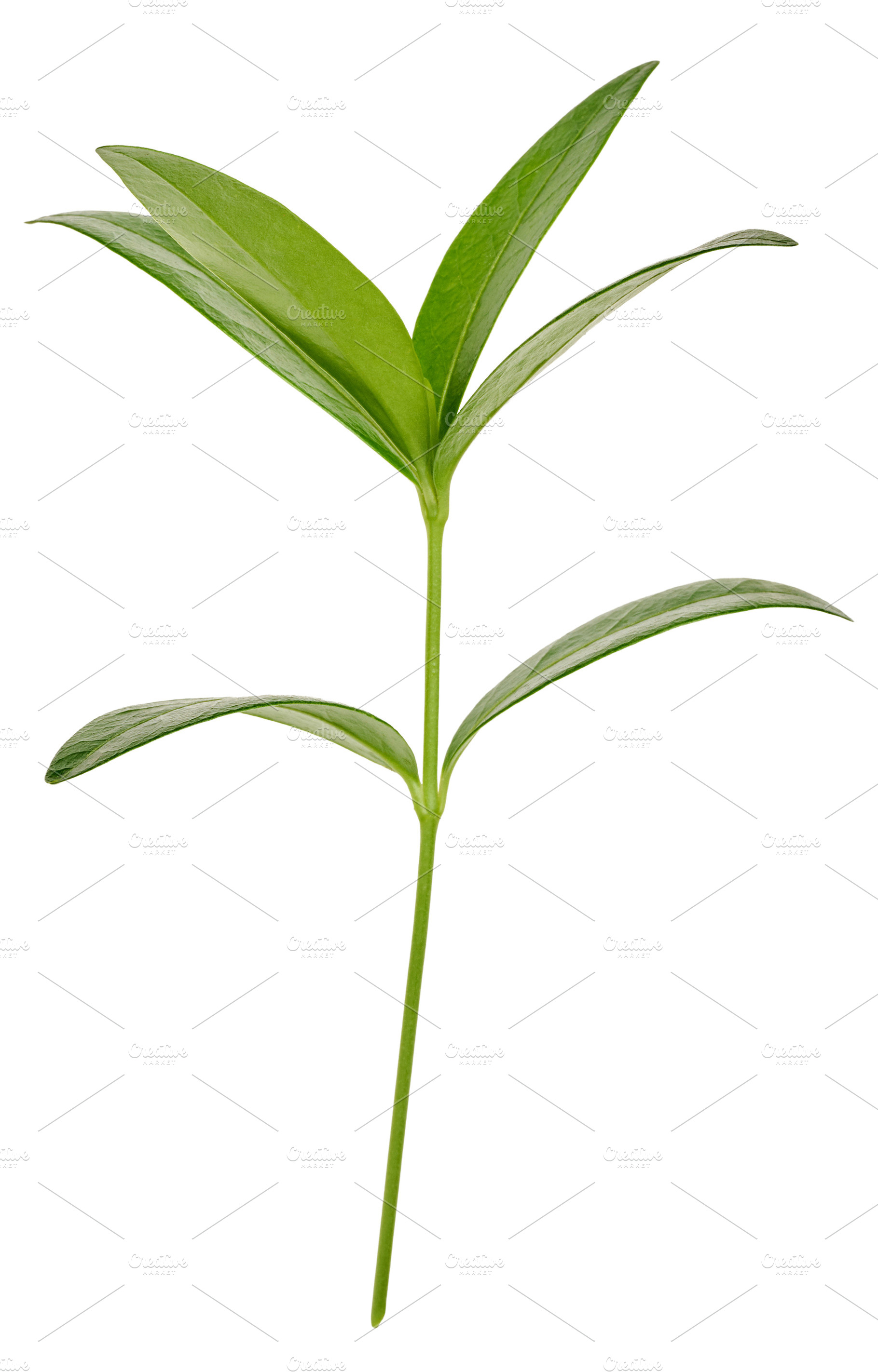 Periwinkle branch with green leaves on isolated background, a Nature Photo by ndanko