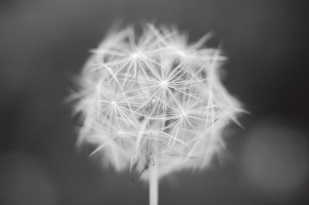 Vintage flower dandelion, a Nature Photo by Antrisolja Photography